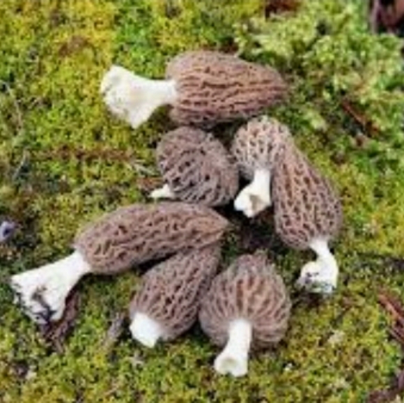 🍄 Grow Kit- MOREL Mushroom- Guaranteed! - Picture 8 of 10